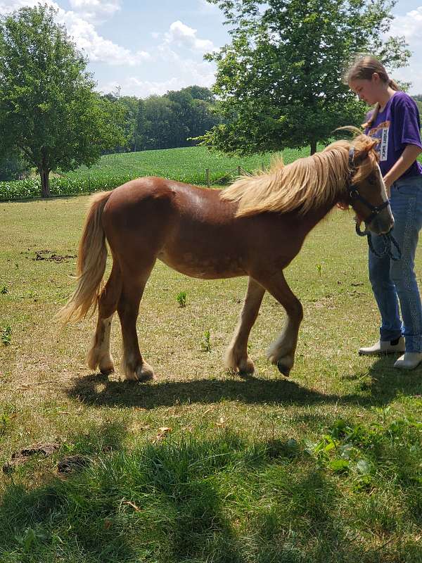 gypsy-vanner-filly