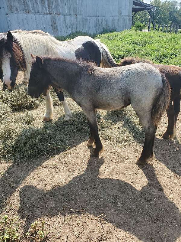 gypsy-vanner-filly