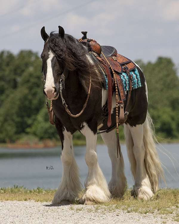 pacing-gypsy-vanner-horse