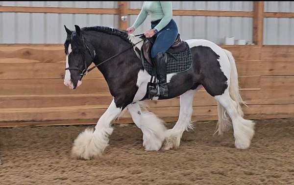 double-registered-gypsy-vanner-horse