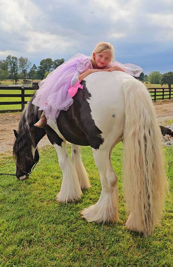equitation-gypsy-vanner-horse