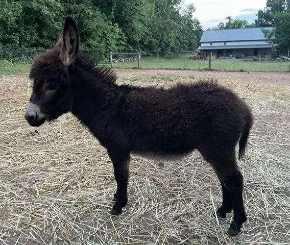 pennsylvania-donkey