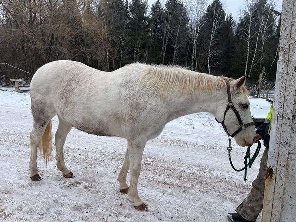 chestnut-dominant-white-horse