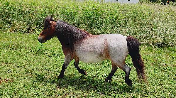 bay-roan-mare-miniature-horse