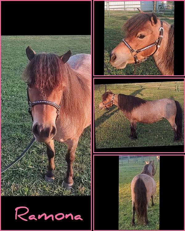 bay-roan-mare-miniature-horse