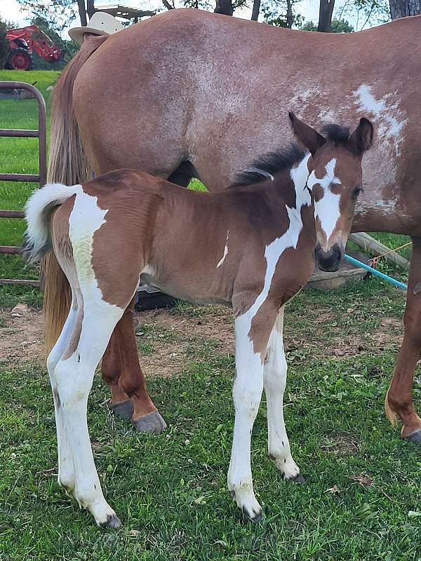 gypsy-gypsyvanner-gypsycob-filly