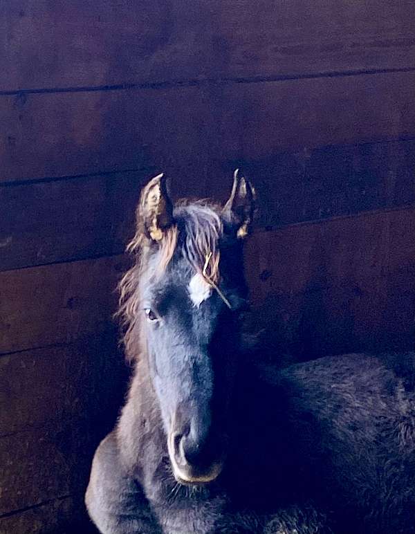 show-potential-tennessee-walking-horse