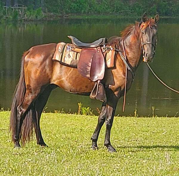 black-tennessee-walking-gelding