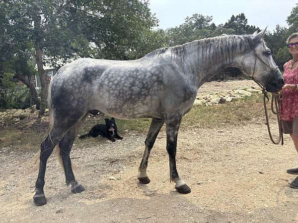 showmanship-trail-tennessee-walking-horse