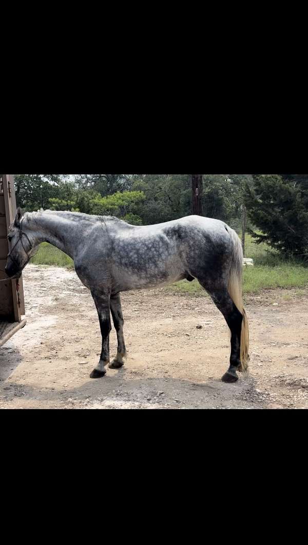 grey-breeding-show-horse