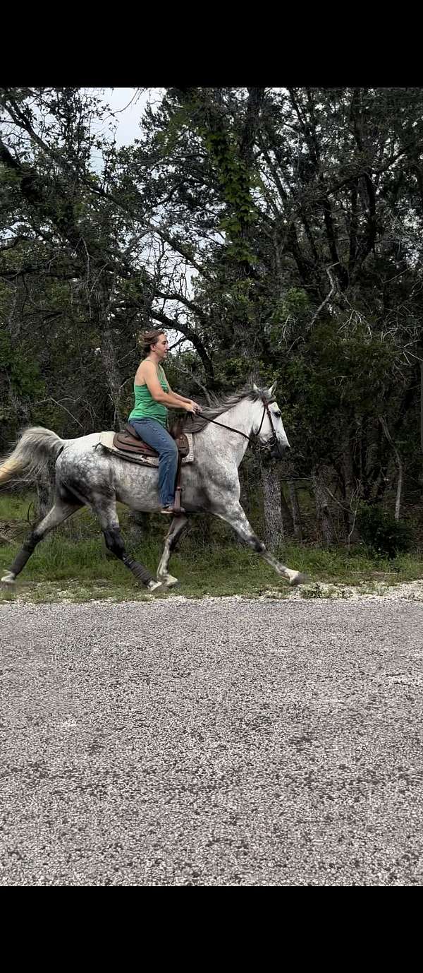 grey-tennessee-walking-gelding