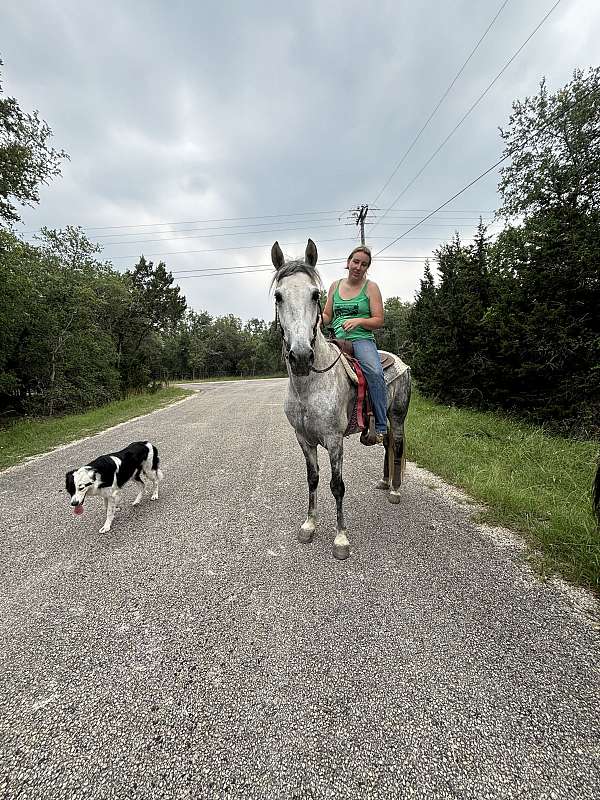 grey-showmanship-trail-horse