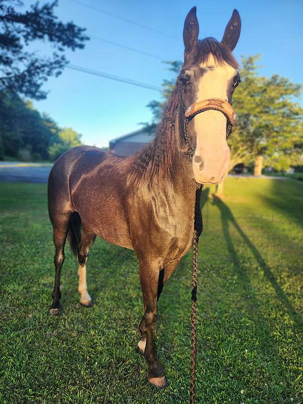 gray-modifier-white-blaze-socks-horse