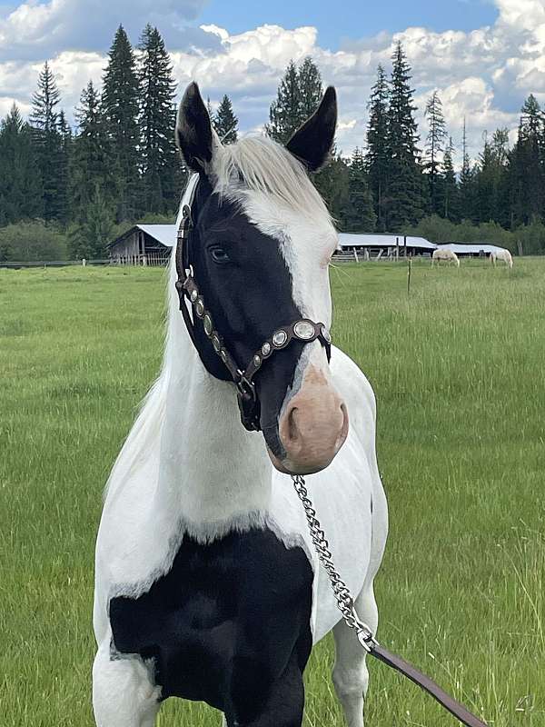 black-white-splash-horse