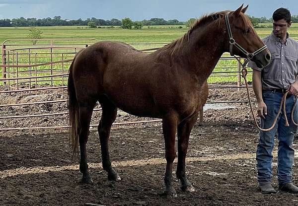 star-on-forehead-horse