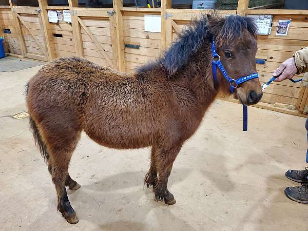 papered-miniature-horse