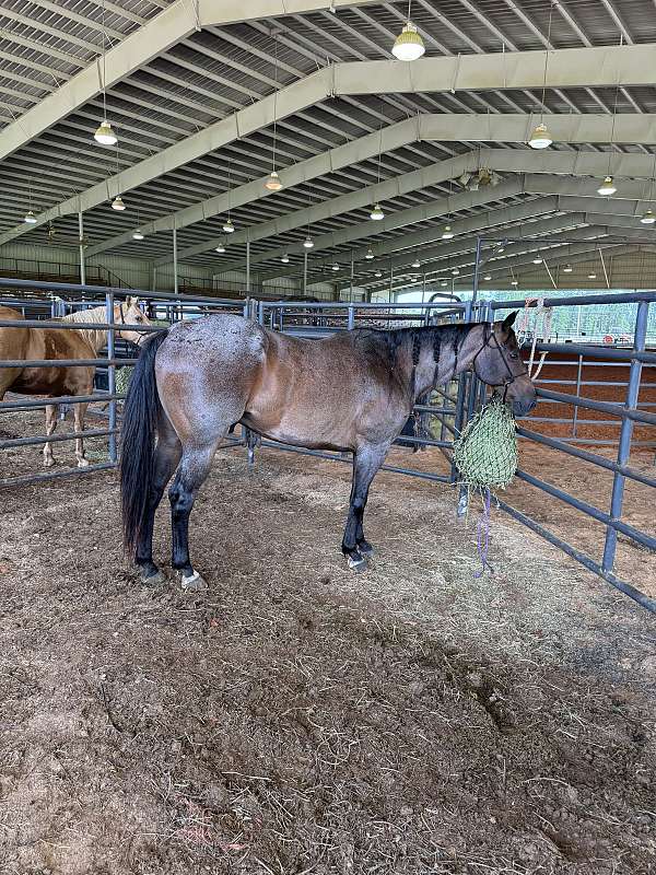 kids-barrels-poles-trails-very-broke-super-friendly-gelding-mississippi-quarter-horse