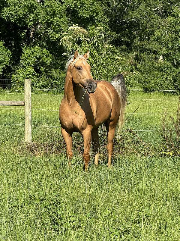 this-is-a-great-barrel-prospect-quarter-horse