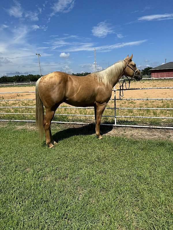 this-is-a-great-barrel-prospect-quarter-horse