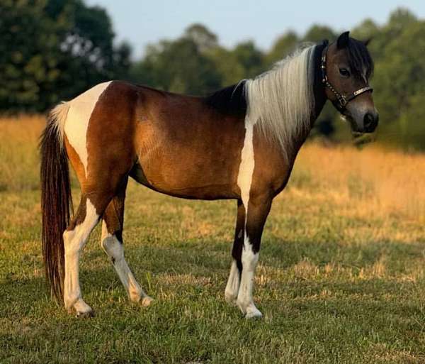 grey-pony-broodmare