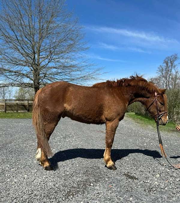 broke-to-drive-welsh-pony