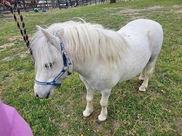 chunky-welsh-pony