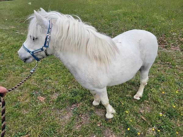 handsome-welsh-pony