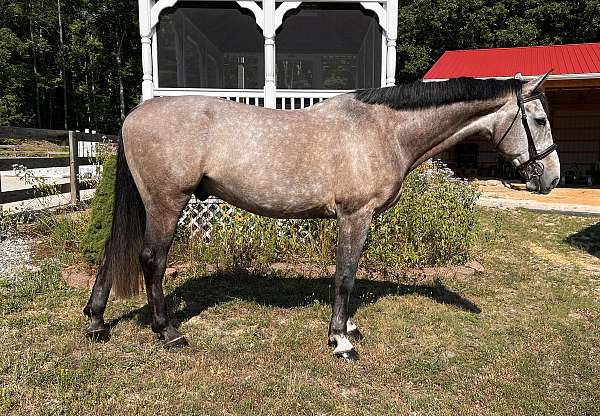 dapple-grey-dutch-warmblood-horse