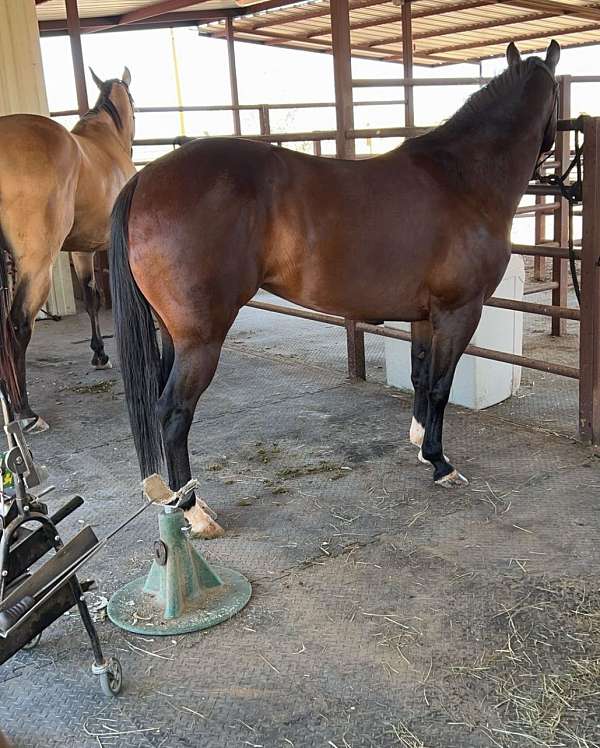 baths-quarter-horse
