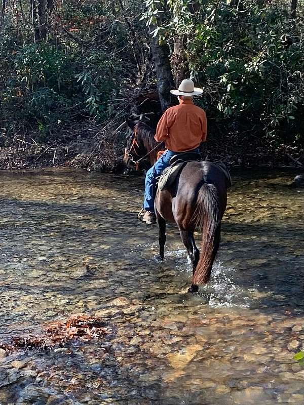 dominant-andalusian-horse