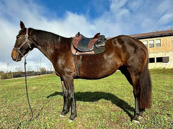 good-bone-andalusian-horse