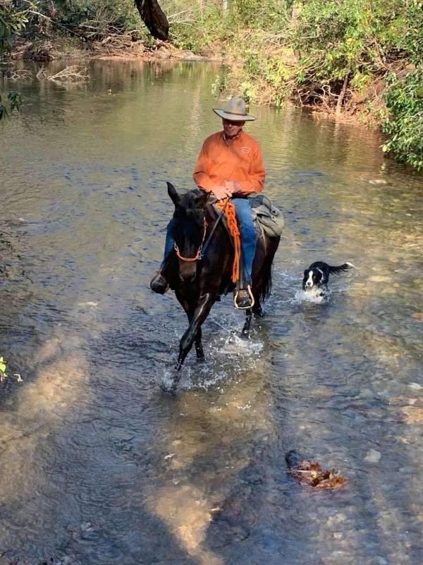 bosal-andalusian-horse