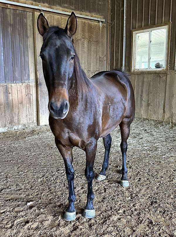 clinic-andalusian-horse