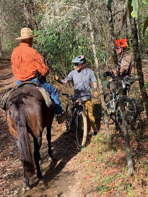 good-trail-andalusian-horse