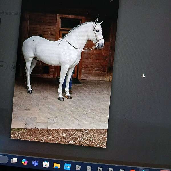 face-andalusian-horse