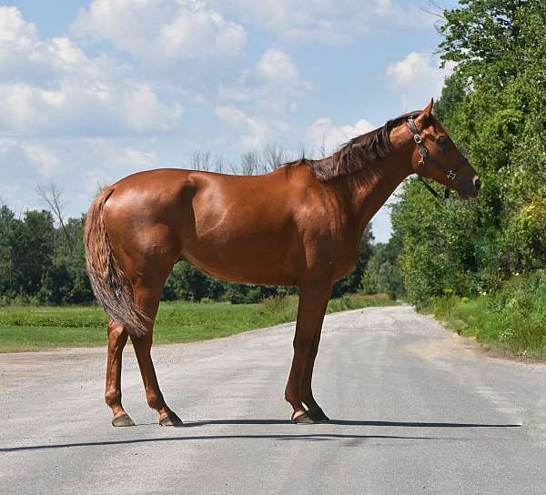 chestnut-show-wi-horse