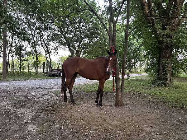 halter-thoroughbred-horse