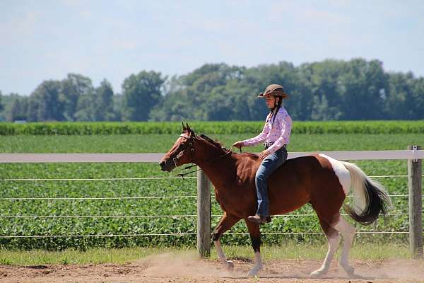 star-snip4-white-socks-horse