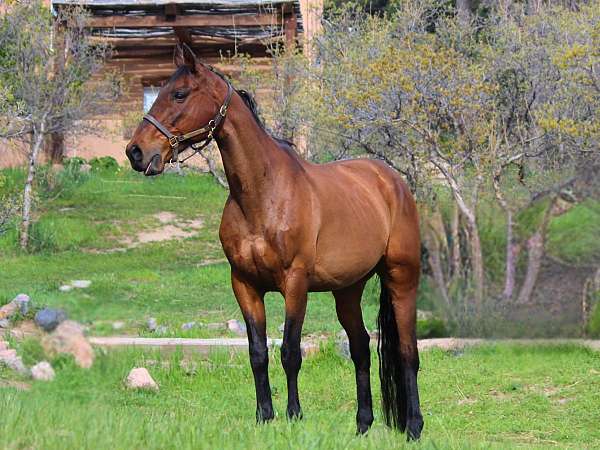 all-around-thoroughbred-horse