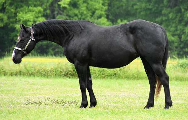 breeding-flashy-quarter-horse