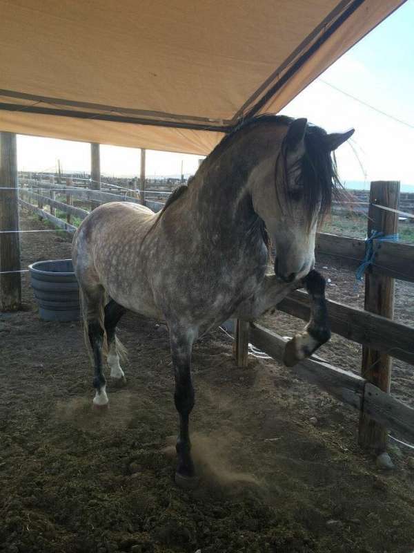 grey-light-markings-on-face-horse