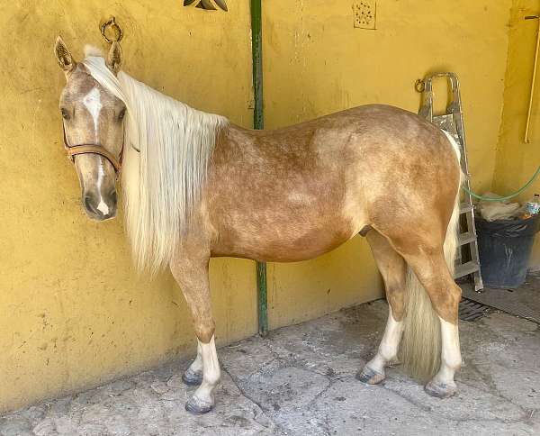 andalusian-gelding