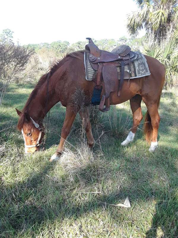 sorrel-paint-gelding-mare