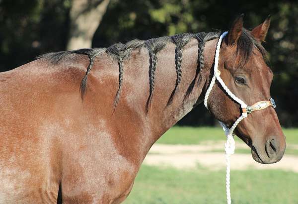 learn-to-rope-gelding