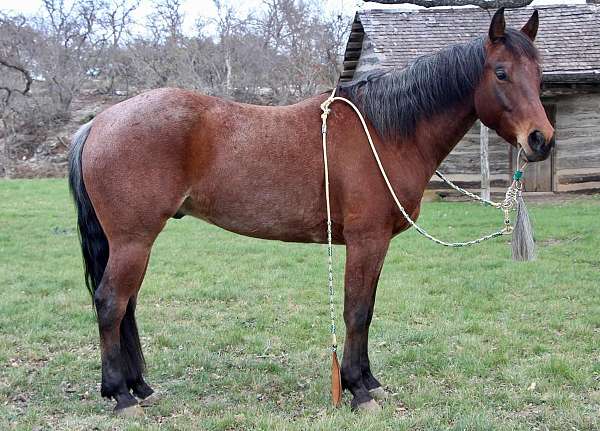 bay-roan-coon-tail-horse