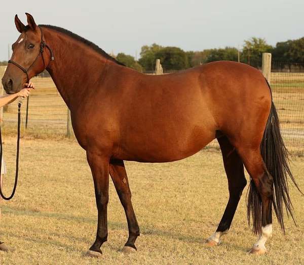 red-bay-andalusian-horse