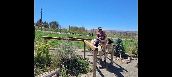 natural-horsemanship-training-kentucky-mountain-horse