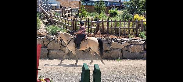 trail-kentucky-mountain-horse