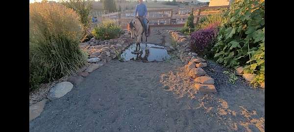 trail-riding-kentucky-mountain-horse