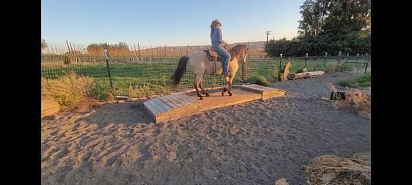 trail-class-competition-kentucky-mountain-horse